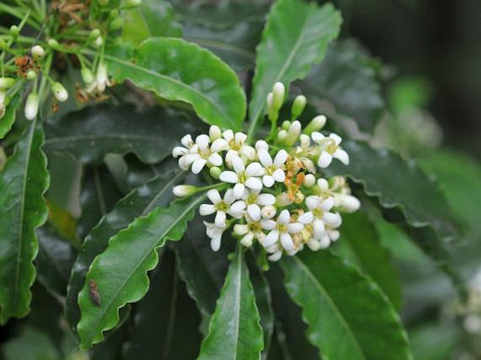 Pittosporum senacia