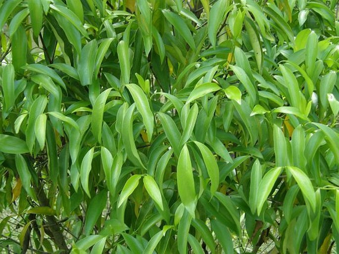 Pittosporum wrightii