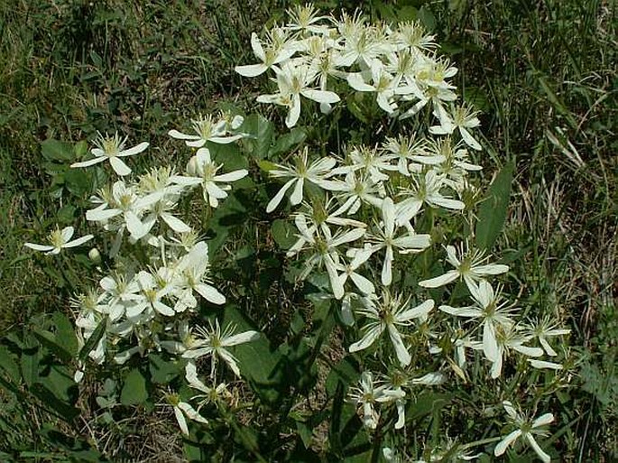 Pražské obrázky: Plamének přímý (Clematis recta)