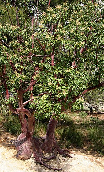 Arbutus andrachne