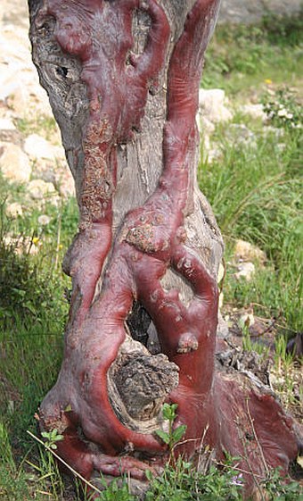 Arbutus andrachne