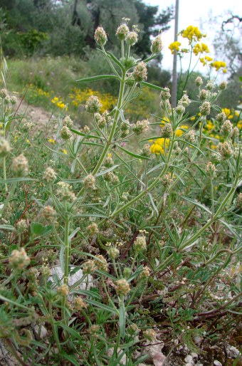 Plantago afra