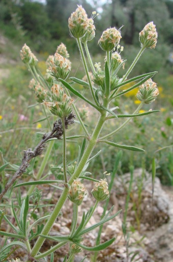 Plantago afra