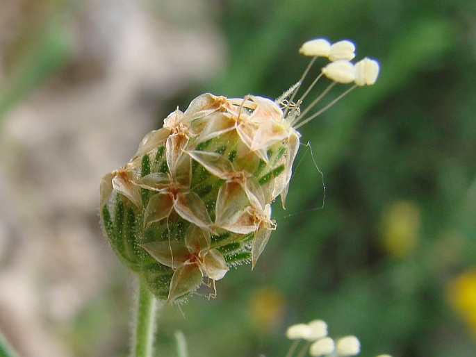 Plantago afra