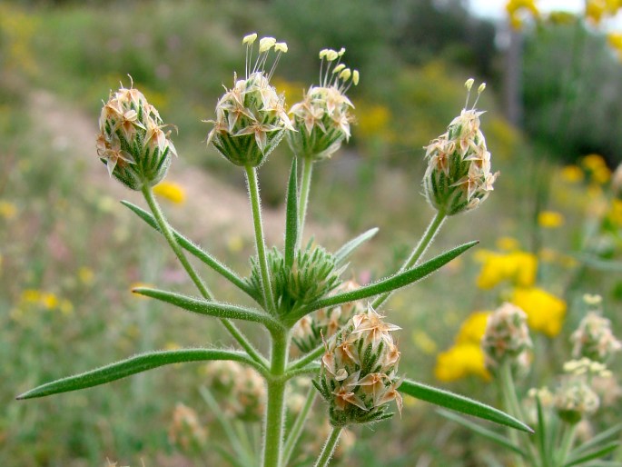 PLANTAGO AFRA L. – jitrocel blešníkový / skorocel blškový