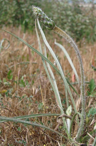 Plantago albicans