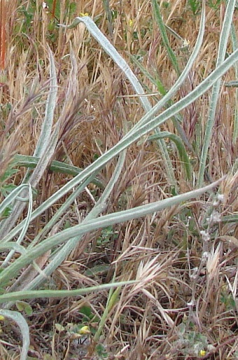 Plantago albicans