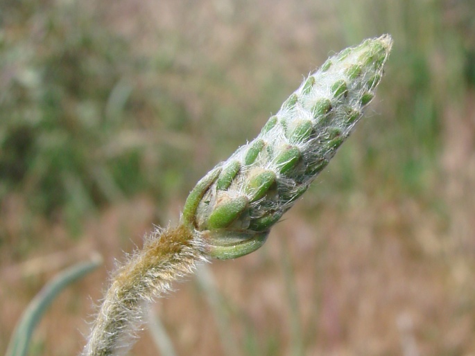 Plantago albicans