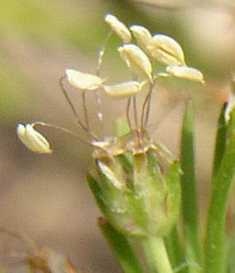 Plantago arborescens