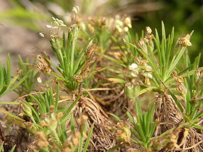 Plantago arborescens