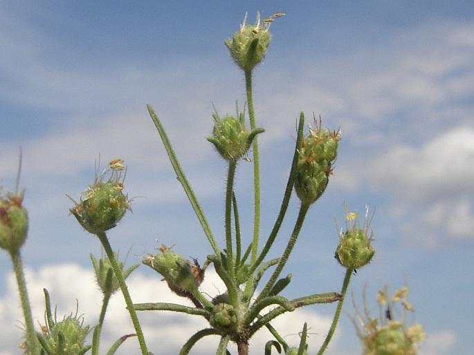 Plantago indica