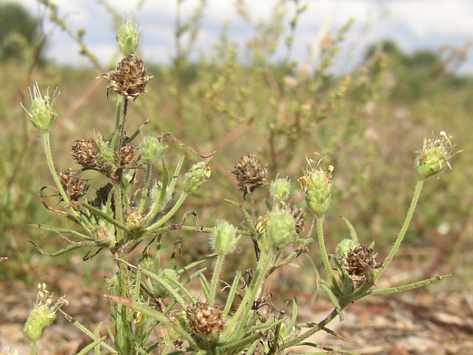 PLANTAGO ARENARIA Waldst. et Kit. – jitrocel písečný / skorocelovec piesočný