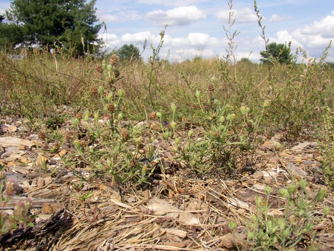 Plantago indica