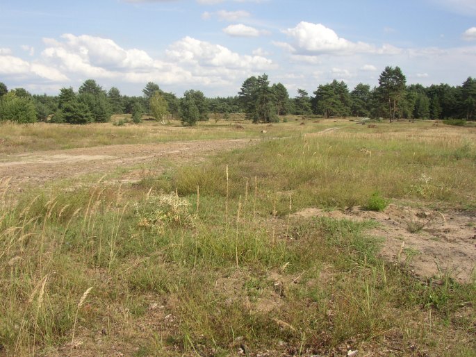 Plantago arenaria