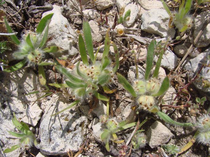 Plantago cretica