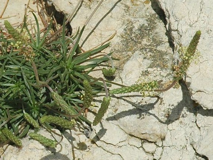 Plantago holosteum