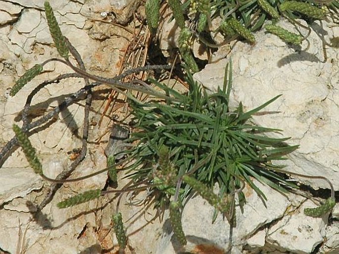 Plantago holosteum