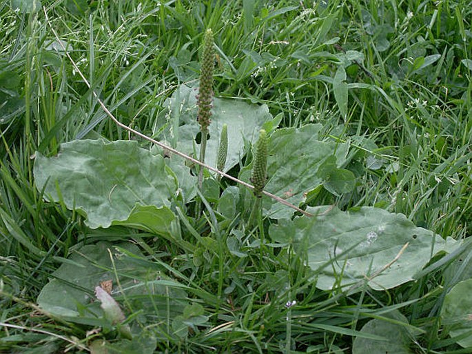 Plantago major