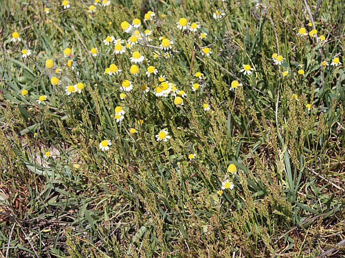 Plantago tenuiflora