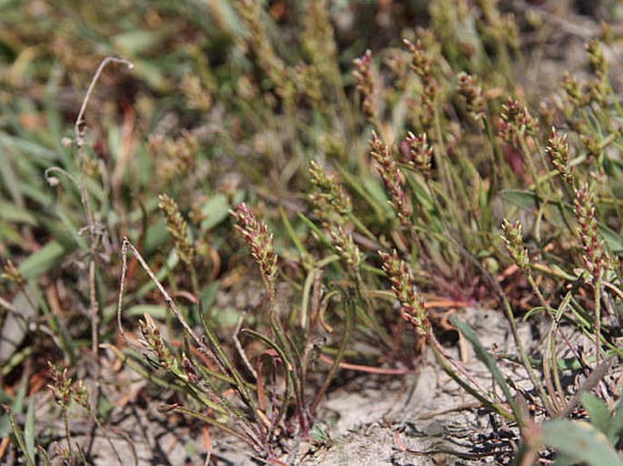 Plantago tenuiflora