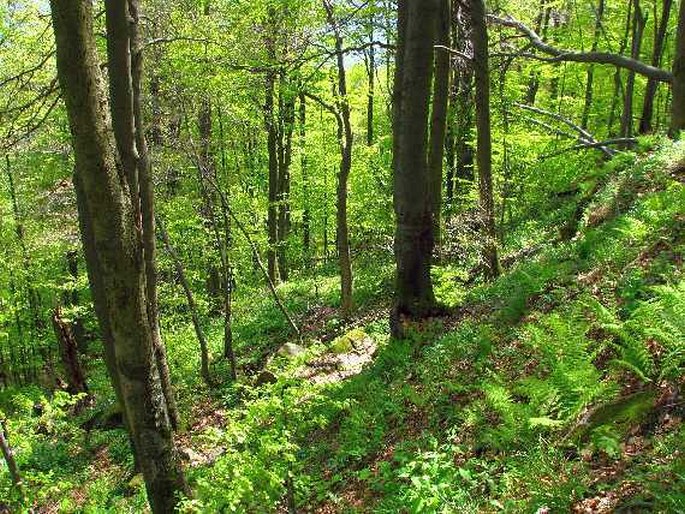 Slovensko, Pľaša – národní přírodní rezervace