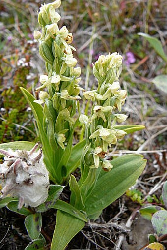 Platanthera hyperborea