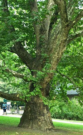 Platanus hispanica