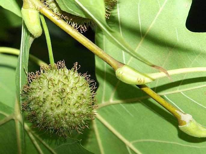 PLATANUS ×HISPANICA Mill. ex Münchh. – platan javorolistý