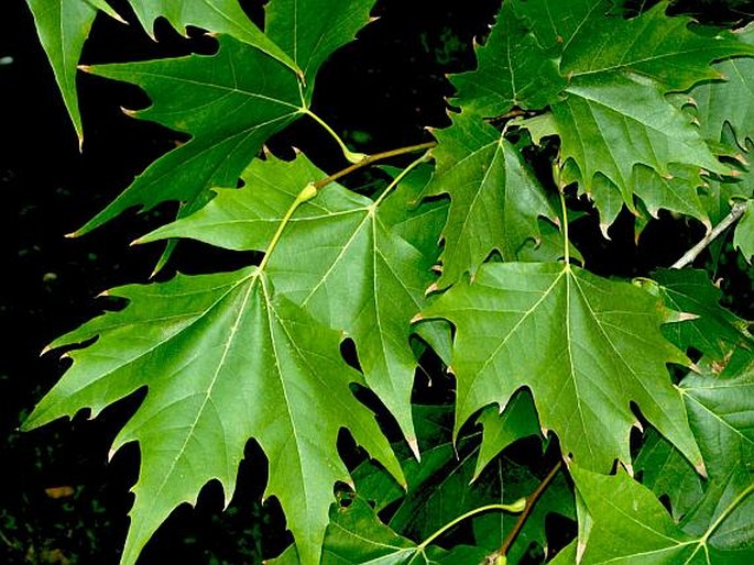 Platanus hispanica