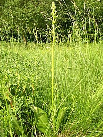 Platanthera bifolia