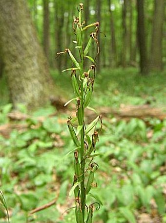 Platanthera bifolia