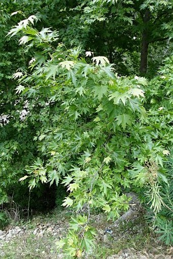 Platanus orientalis