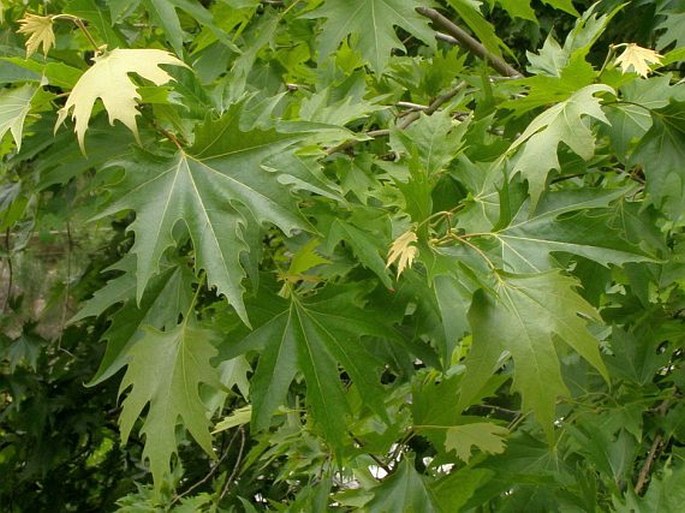 Platanus orientalis