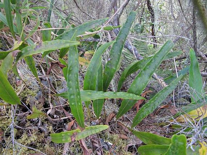 Pleopeltis macrocarpa