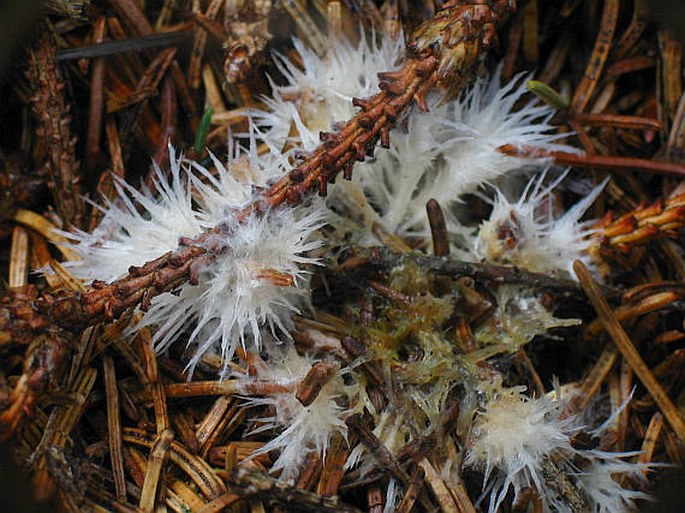 THELEPHORA PENICILLATA (Pers.) Fr. - plesňák čekankovitý / plesňovka belavohnedá