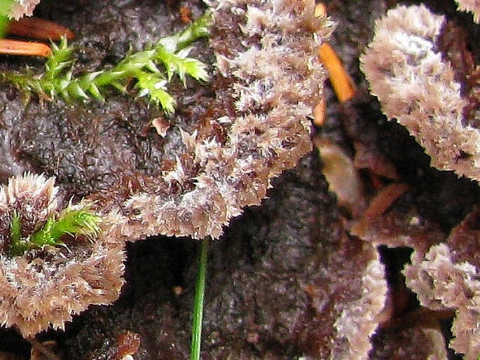 Thelephora terrestris