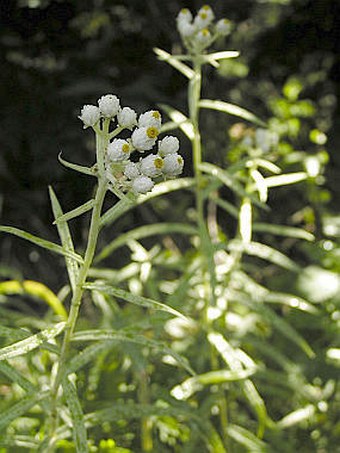 Anaphalis margaritacea