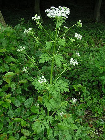 Pleurospermum austriacum