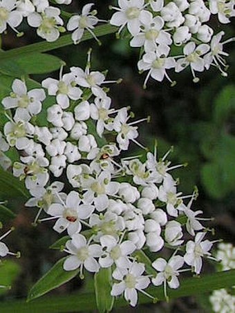 Pleurospermum austriacum