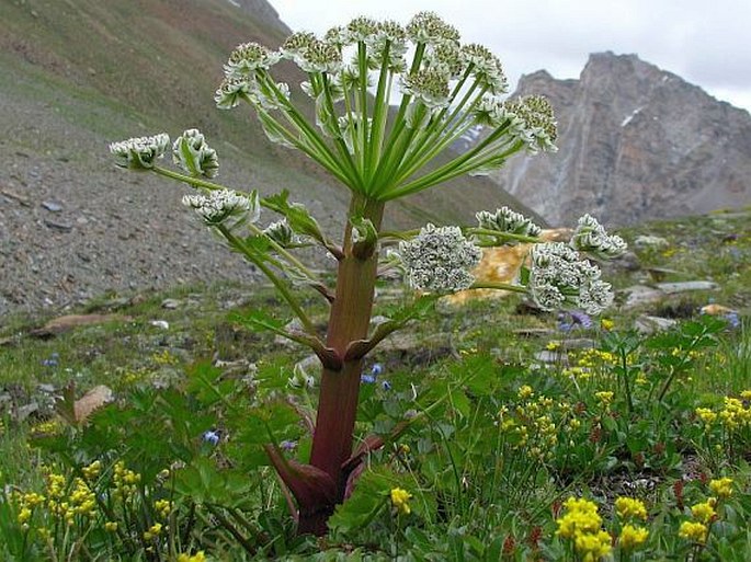 Pleurospermum candollei