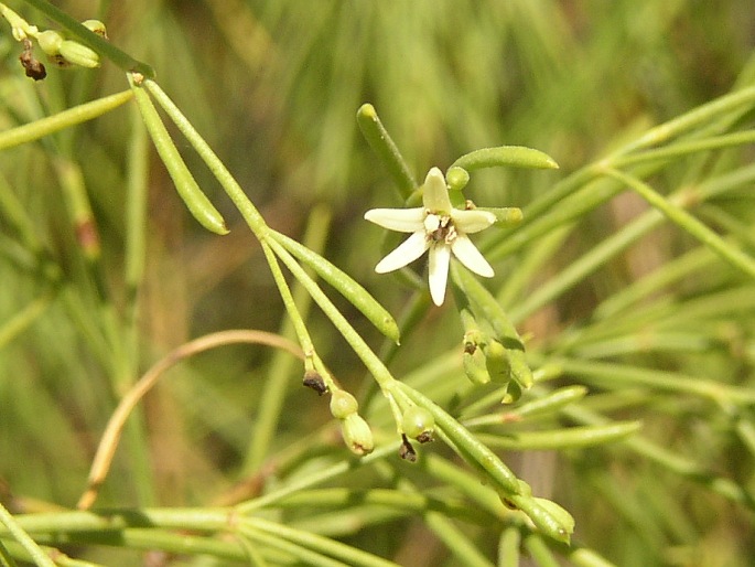 Plocama pendula