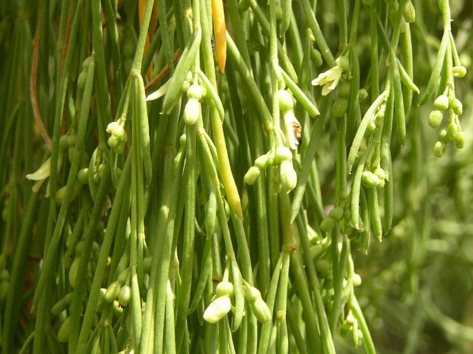 Plocama pendula