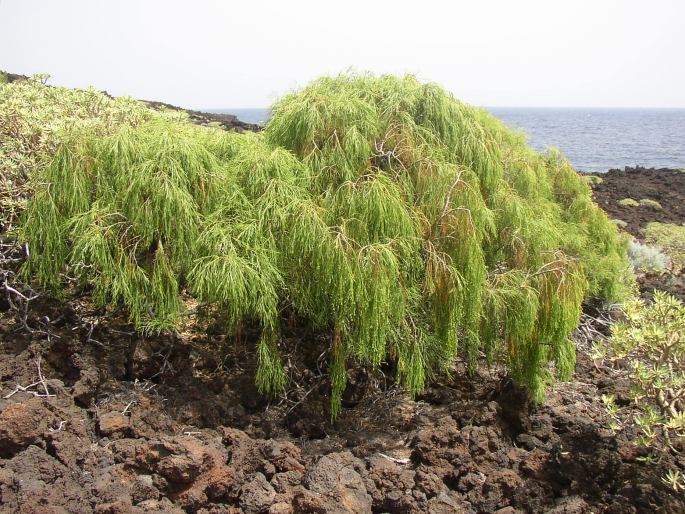 Plocama pendula