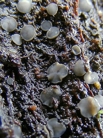 Tapesia fusca