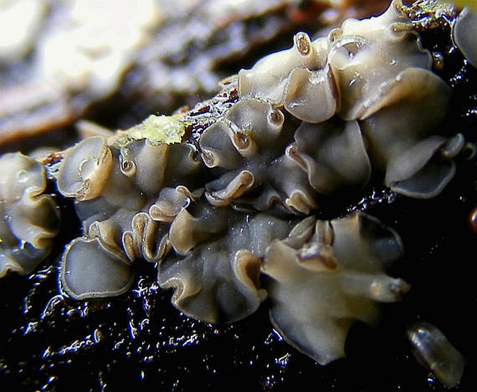 Tapesia fusca