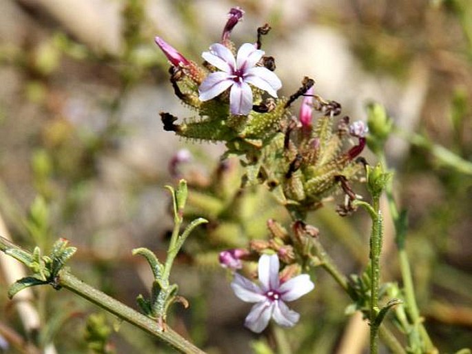 Plumbago europaea