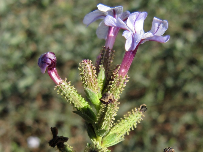 Plumbago europaea