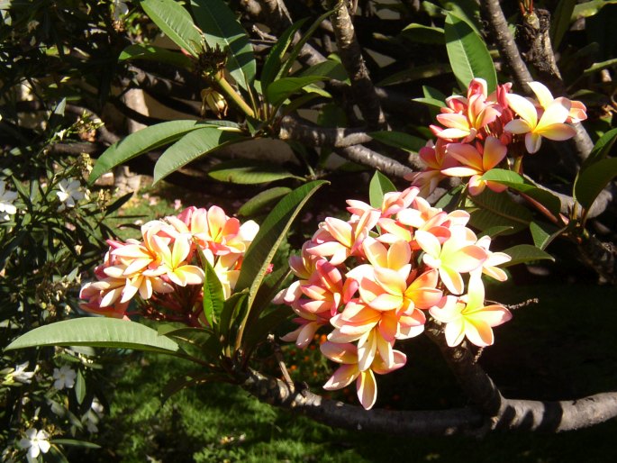 Plumeria rubra