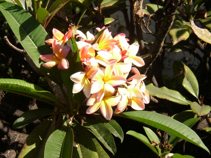 Plumeria rubra