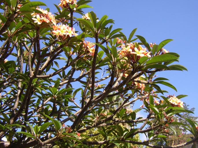 Plumeria rubra